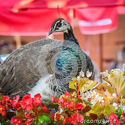 Female Peacock by Red Begonia Flowers at the Zoo Stock Photo