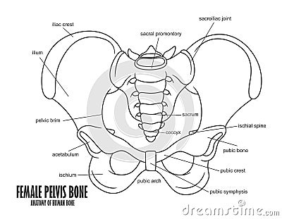 Female Pelvis Bone anatomy Vector Illustration