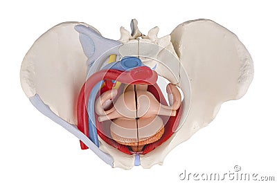 Female pelvis Stock Photo