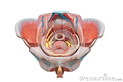 Female pelvis . Reproduction system anatomy Stock Photo