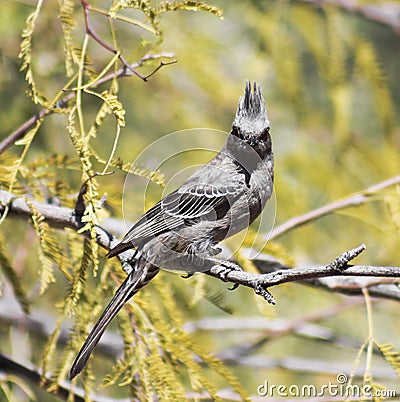 A Female Phainopepla Eating a Flying Insect Stock Photo