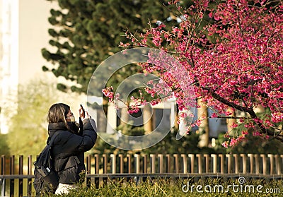Female photographer taking a picture of a stunning flowering tree in a public park Editorial Stock Photo