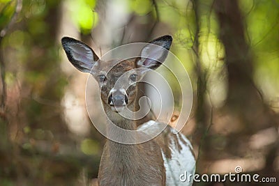 Female Piebald Whitetailed Deer Stock Photo