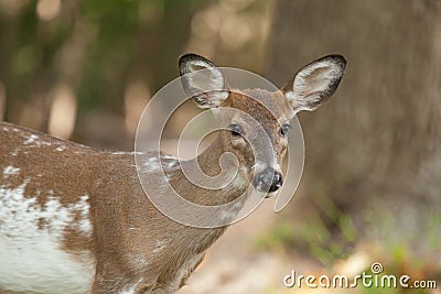 Female Piebald Whitetailed Deer Stock Photo