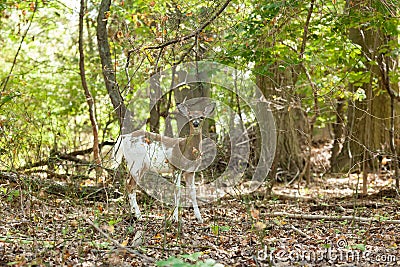 Female Piebald Whitetailed Deer Stock Photo