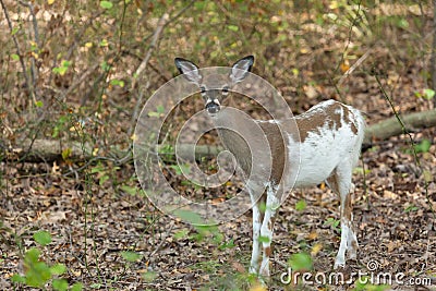 Female Piebald Whitetailed Deer Stock Photo