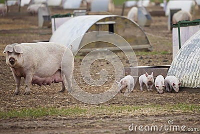 Female Pig With Baby Piglets Outdoors On Livestock Farm Stock Photo