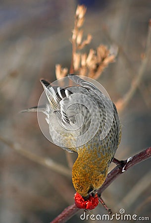 Female pine grosbeak Stock Photo