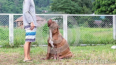 female pitbull A complete large breed mother alongside the man, a brown and white pit bull in a dog breeding farm in Thailand Stock Photo