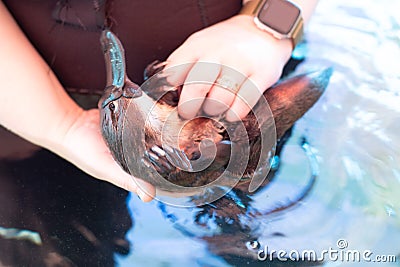 Platypus at Healesville Sanctuary Stock Photo