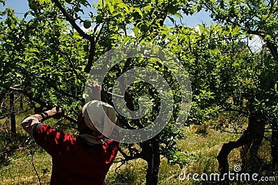 Female plum fruit picker Editorial Stock Photo