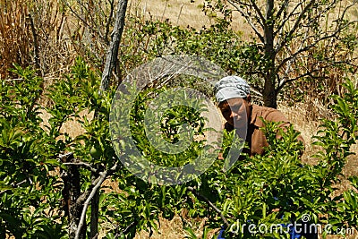 Female plum fruit picker Editorial Stock Photo