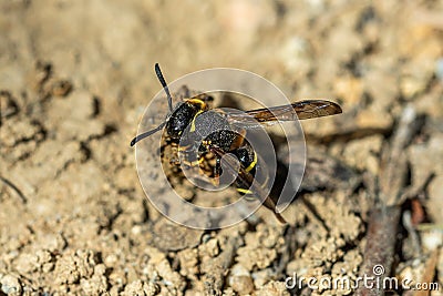 Female Potter wasp sitting on top of her nest Stock Photo