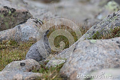 Female ptarmigan Lagopus muta during late august amidst the scree in the cairngorms national parl, scotland. Stock Photo