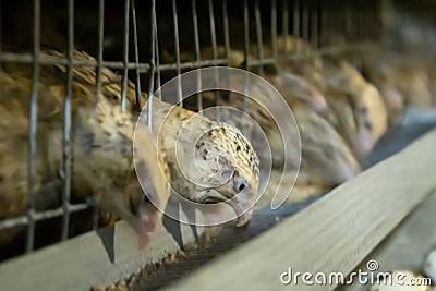Female quails peck feed on the farm Stock Photo