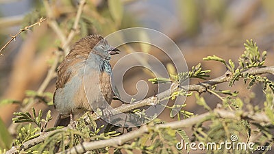 Female Red-cheeked Cordon-bleu on Shrubs Stock Photo