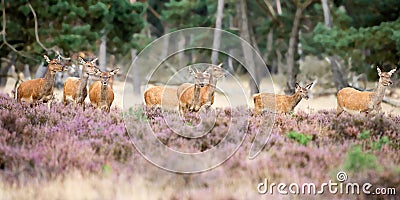 Female red deer in mating season Stock Photo