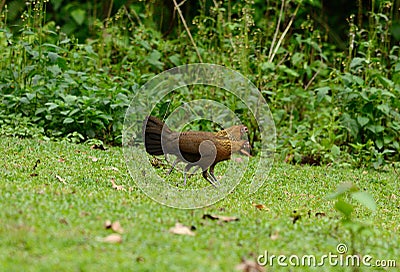 Female Red junglefowl (Gallus gallus) Stock Photo