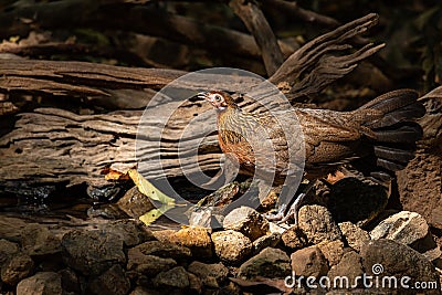 Female Red Junglefowl standing on a rock Stock Photo