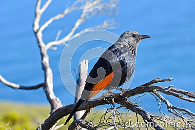 Female Red-winged Starling On Tree Branch Onychognathus morio Stock Photo