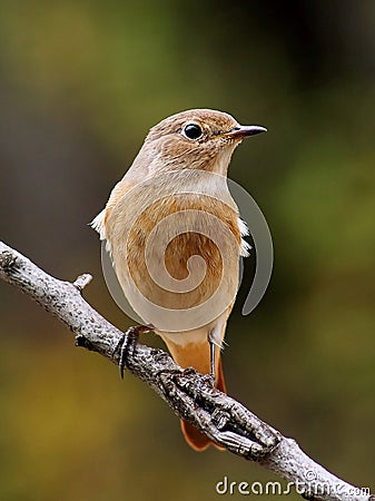 Female redstart Stock Photo