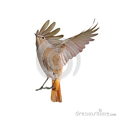 Female of redstart bird flying isolated Stock Photo