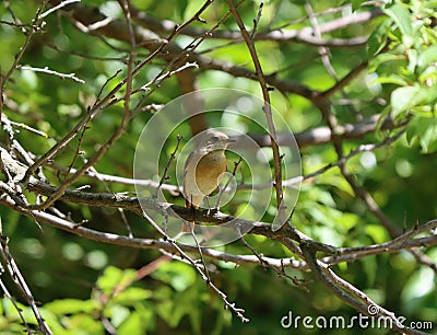 Female redstart, small bird Stock Photo
