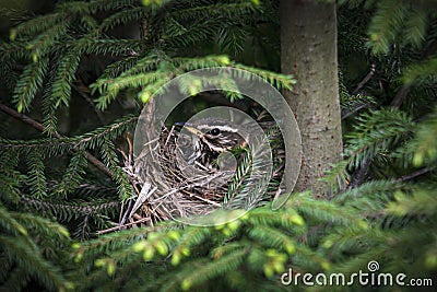 The female Redwing incubates her eggs Stock Photo