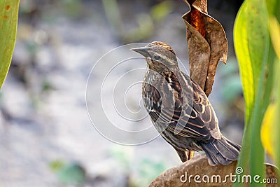 A female redwinged blackbird perched on a leaf Stock Photo