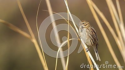 Female Reed Bunting Stock Photo