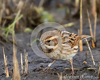 Female Reed Bunting, Emberiza schoeniclus, on muddy lake shore Stock Photo