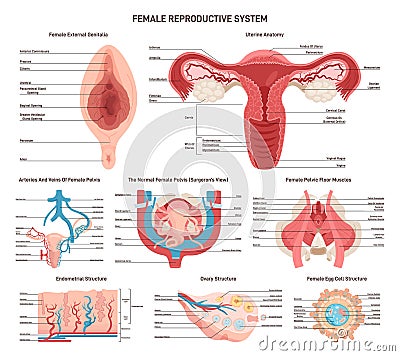 Female reproductive anatomy set. External and internal organs, muscles Cartoon Illustration