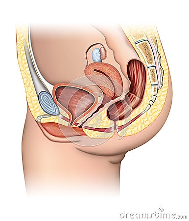 Female reproductive system Cartoon Illustration