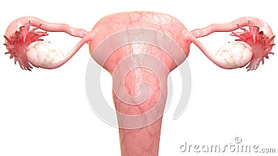 Female Reproductive System Anatomy Posterior view Stock Photo