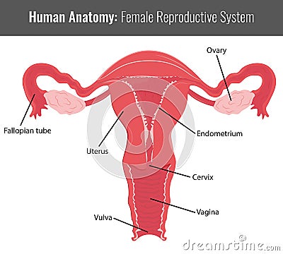 Female reproductive system detailed anatomy. Vector Medical Vector Illustration