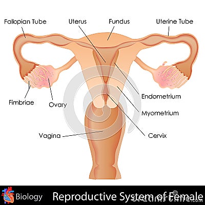 Female Reproductive System Vector Illustration