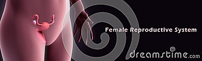 Female reproductive system Stock Photo