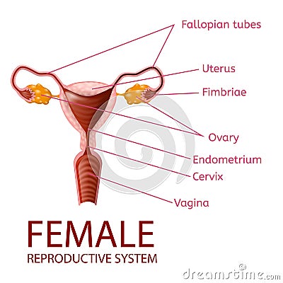 Female Reproductive System Gynecological Banner Vector Illustration