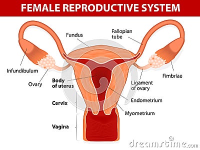 Female reproductive system Vector Illustration