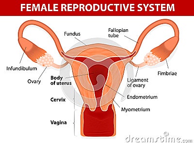 Female reproductive system