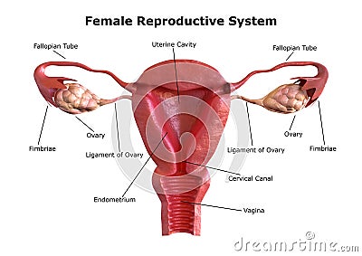 Female reproductive system. Internal view of the uterus with cross section Stock Photo