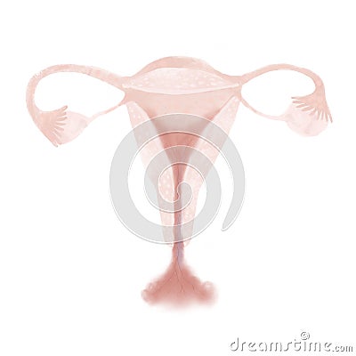 Female reproductive system. Isolated illustration on a white background. Cartoon Illustration