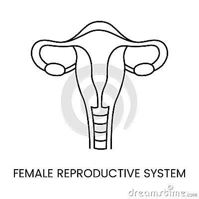 Female reproductive system linear icon in vector, illustration of human uterus and ovaries, gynecology. Vector Illustration