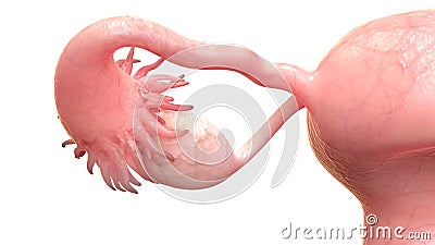 Female Reproductive System Ovary Anatomy Anterior view Stock Photo