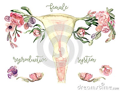 Female reproductive system scheme painted in watercolor on clean white background Cartoon Illustration