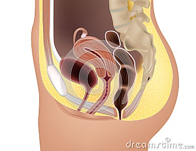 Female reproductive system or urogenital system anatomy. Genitourinary system. Medical illustration Vector Illustration