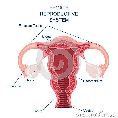 Female reproductive system vector illustration Vector Illustration