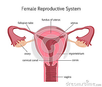 Female Reproductive System Vector Illustration