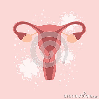 female reproductive system women uterus ovary graphic Vector Illustration