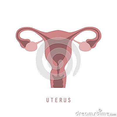 female reproductive system women uterus ovary icon Vector Illustration